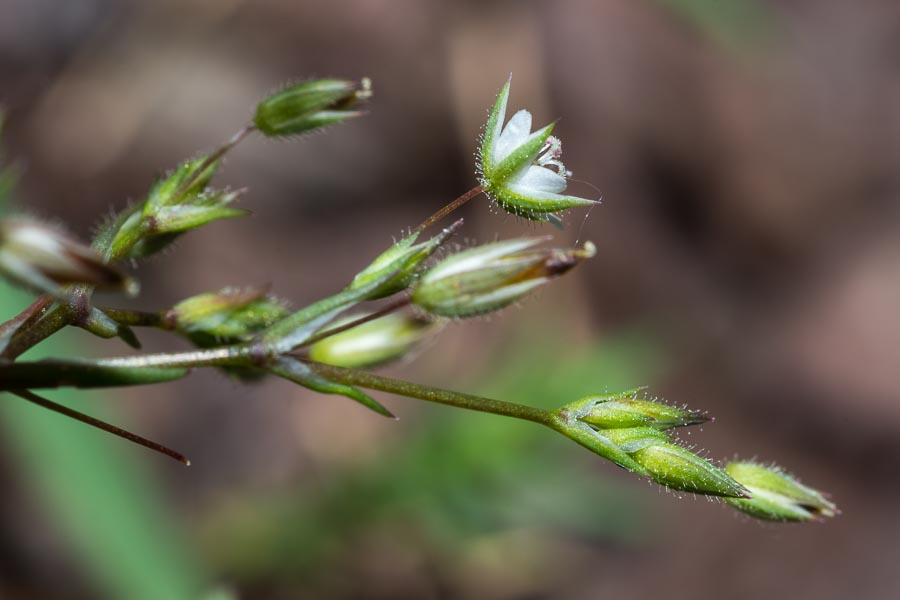 Minuartia hybrida ?